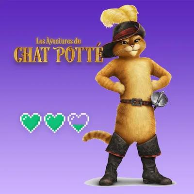 Chat perché